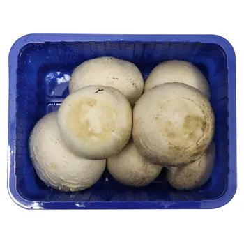 Giant Mushroom Holland