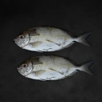 Fresh Safi Fish Medium