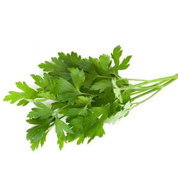 Parsley Leaves