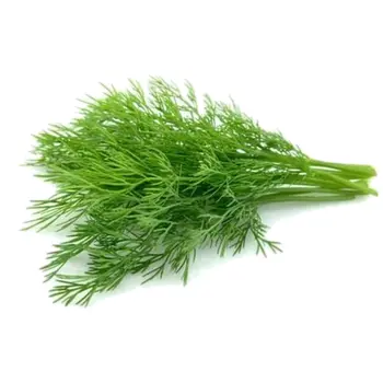 Dill Leaves