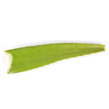 Aloe Vera Leaves Indonesia