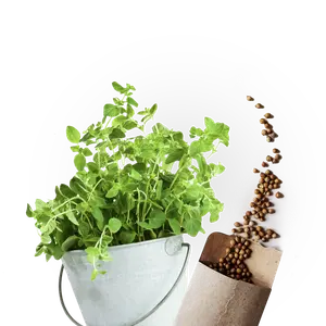 Herbs & Seeds category