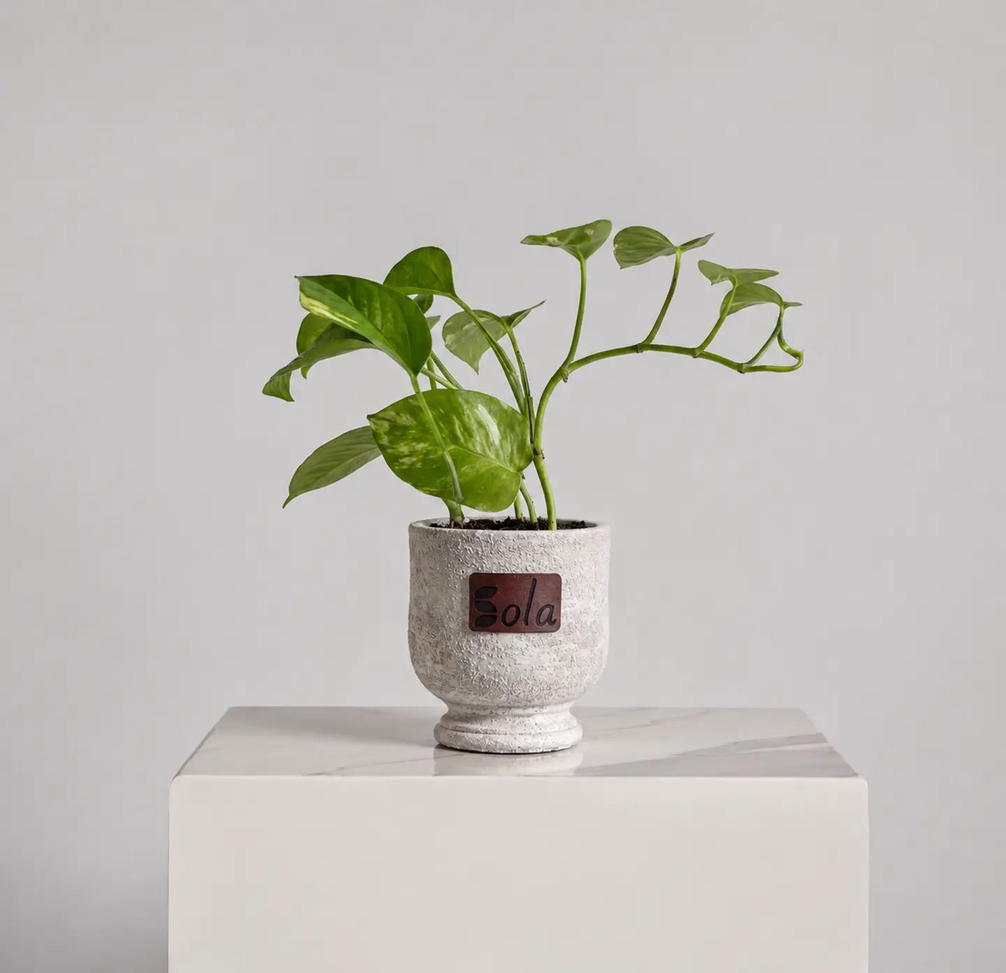 Elegant Pothos