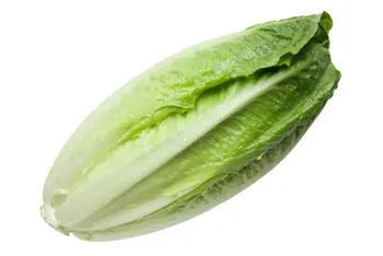 Lettuce Romain Local Bundle - Haseel