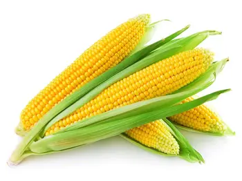 Gulf Fruit Sweet Corn Local 1Kg