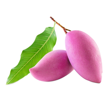 مانجو تومي جيزاني 1قطعة