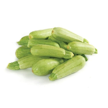 Marrow (Koosa) Saudi Arabia