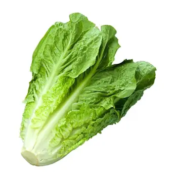 Roman Lettuce