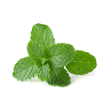 نعناع