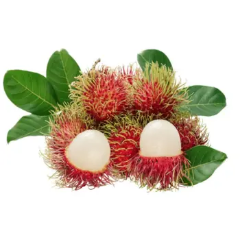 الرامبوتان النافليون سريلانكا