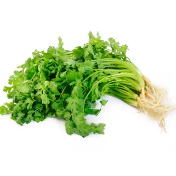 كزبرة عضوية