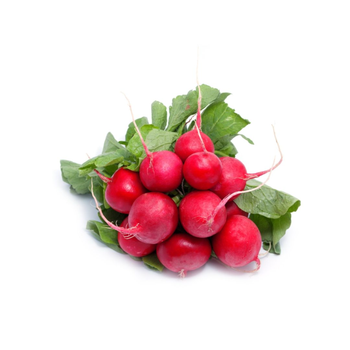 فجل احمر عضوي