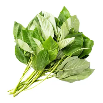 Mollokhia Fresh Leaves 1 Pack