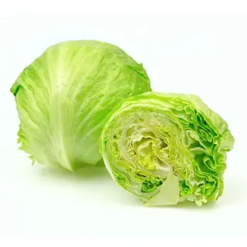 Lettuce Iceberg Egypt