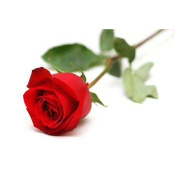 Red Roses Bouquet Single Piece