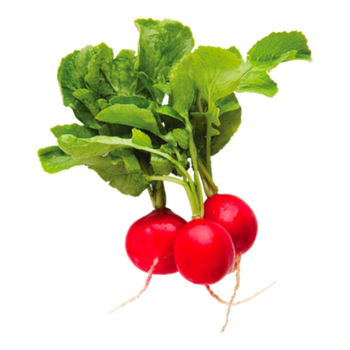 فجل أحمر 1 حزمة