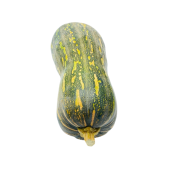 Squash Bear 1kg