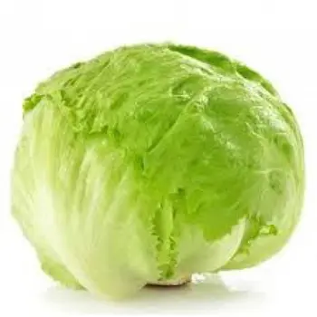 Lazat Alruman Lettuce Iceberg 1Bundel