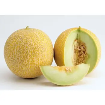 Supply Melon 800g