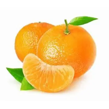 درة جناين يوسفي مصري 1كيلو