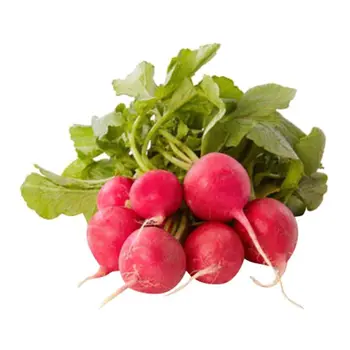 فجل أحمر حزمة 1قطعة