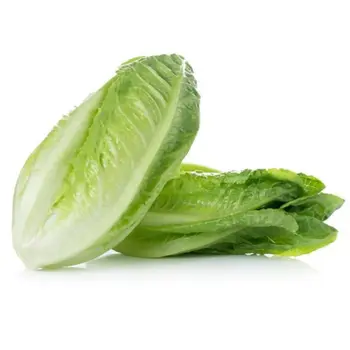 خس طويل 1قطعة