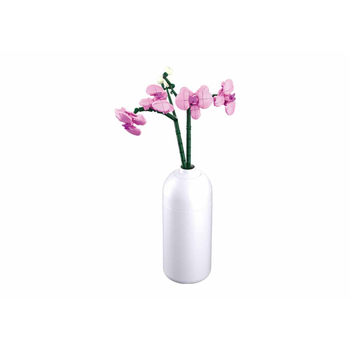 Pleyerid Pink Butterfly Orchid