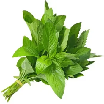 Fresh Mint Loose 1 Packet