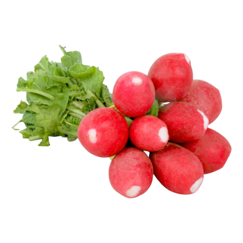 الدانوب فجل أحمر 1قطعة