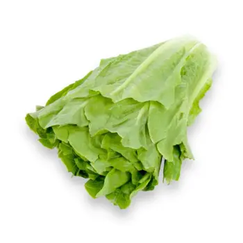 الدانوب خس طويل ٥٠٠جرام