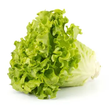 Lollo Bionda Lettuce Fresh