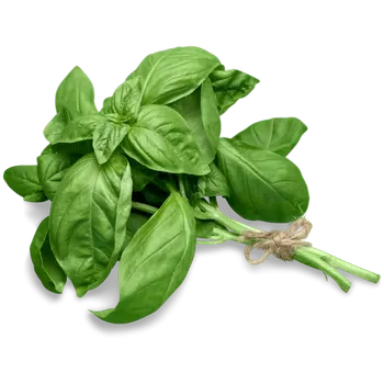 Orgnic Basil 150g