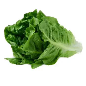 Romaine Lettuce