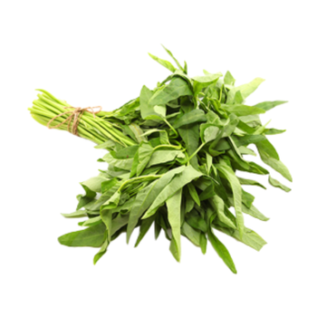 نبات كانغ كونغ