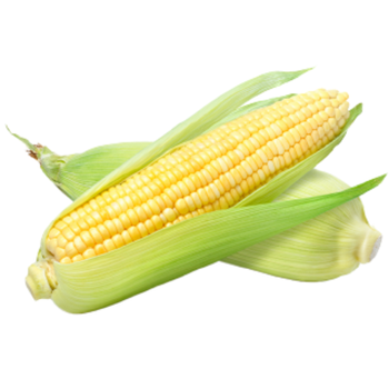 Fresh Corn