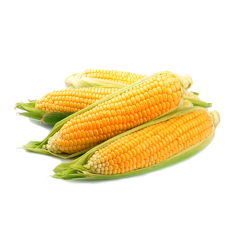Fresh Corn, 1Kg