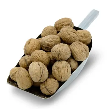 walnut