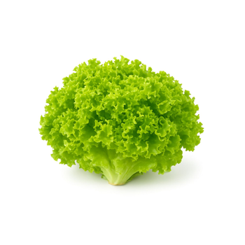 هيدروبونيك مزيج خس لولو بياندا و لولو روسو 200جرام