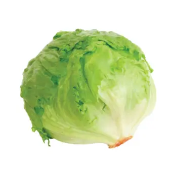 Lettuce Ice Berg
