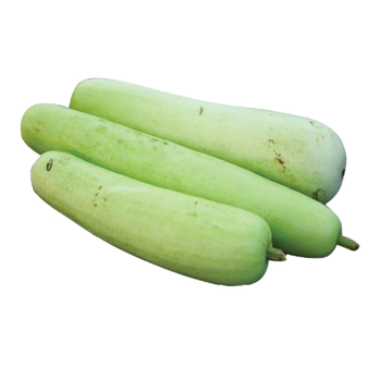 Butternut Squash Green