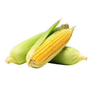 Corn Fresh