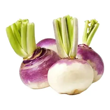 Turnip