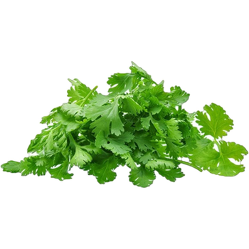 Coriander KSA 1 Piece
