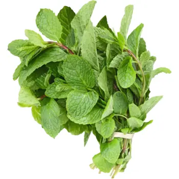 Mint Green Leaves 1 Piece