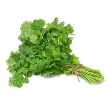 Coriander Green 1Pack