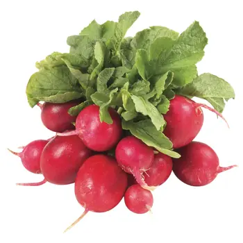 Red Radish 1 Packet