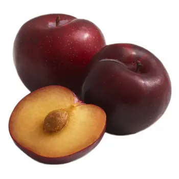 Red Plum 1 Piece