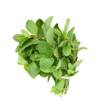 نعناع 1 ربطه
