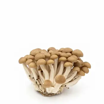 Shimeji Mushroom Brown 1Pieces