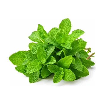 Green Mint Leaves 1Pack